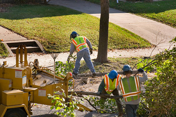 Best Tree Cabling and Bracing  in Bonney Lake, WA